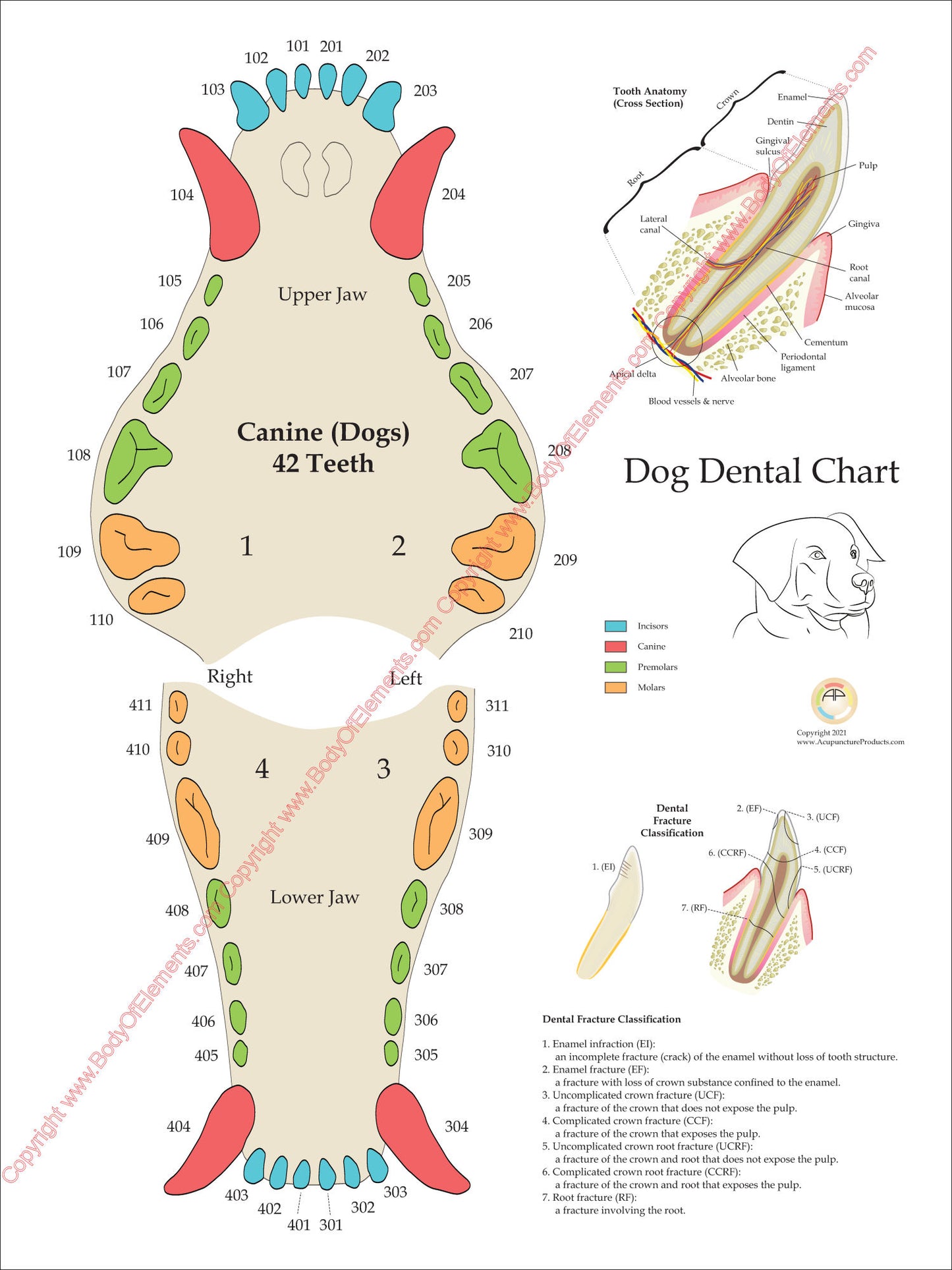 Dog dental tooth numbering system chart