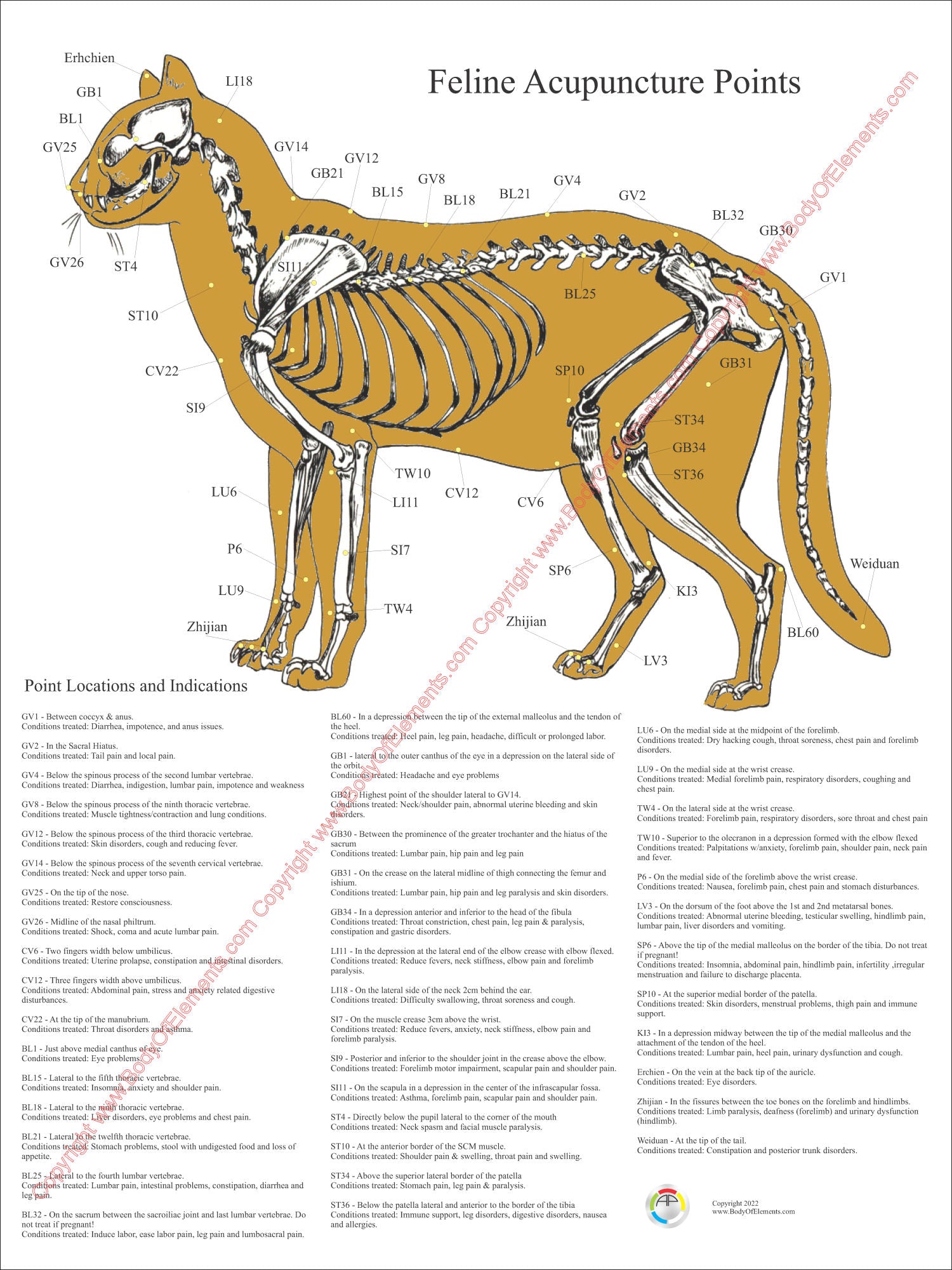 Cat acupuncture points location wall chart
