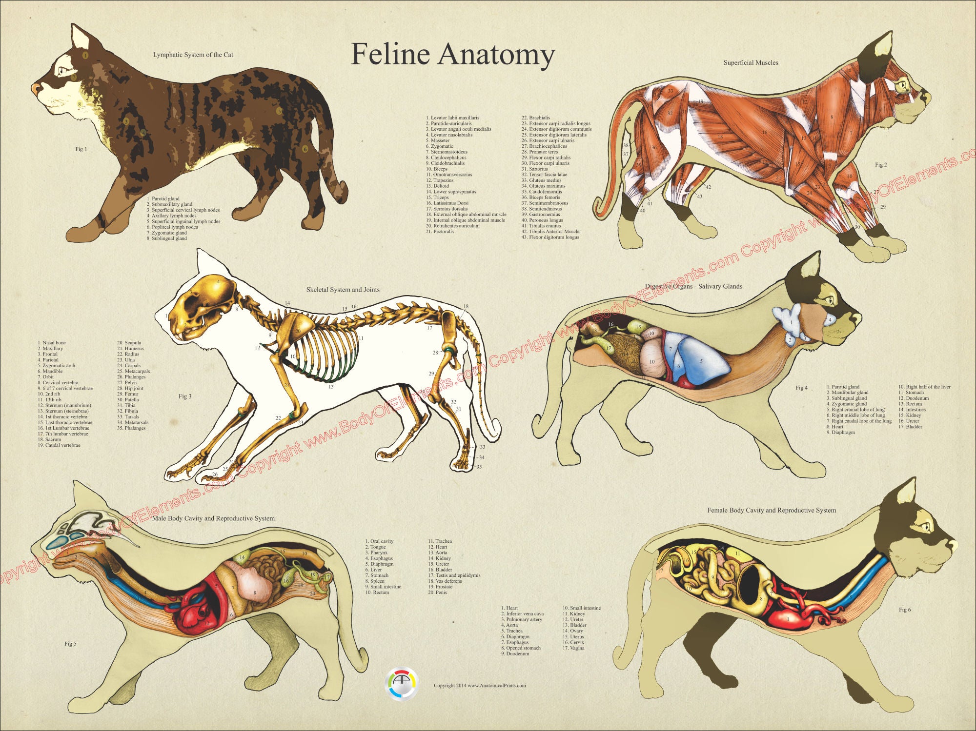 Cat Internal Anatomy Poster – Body of Elements