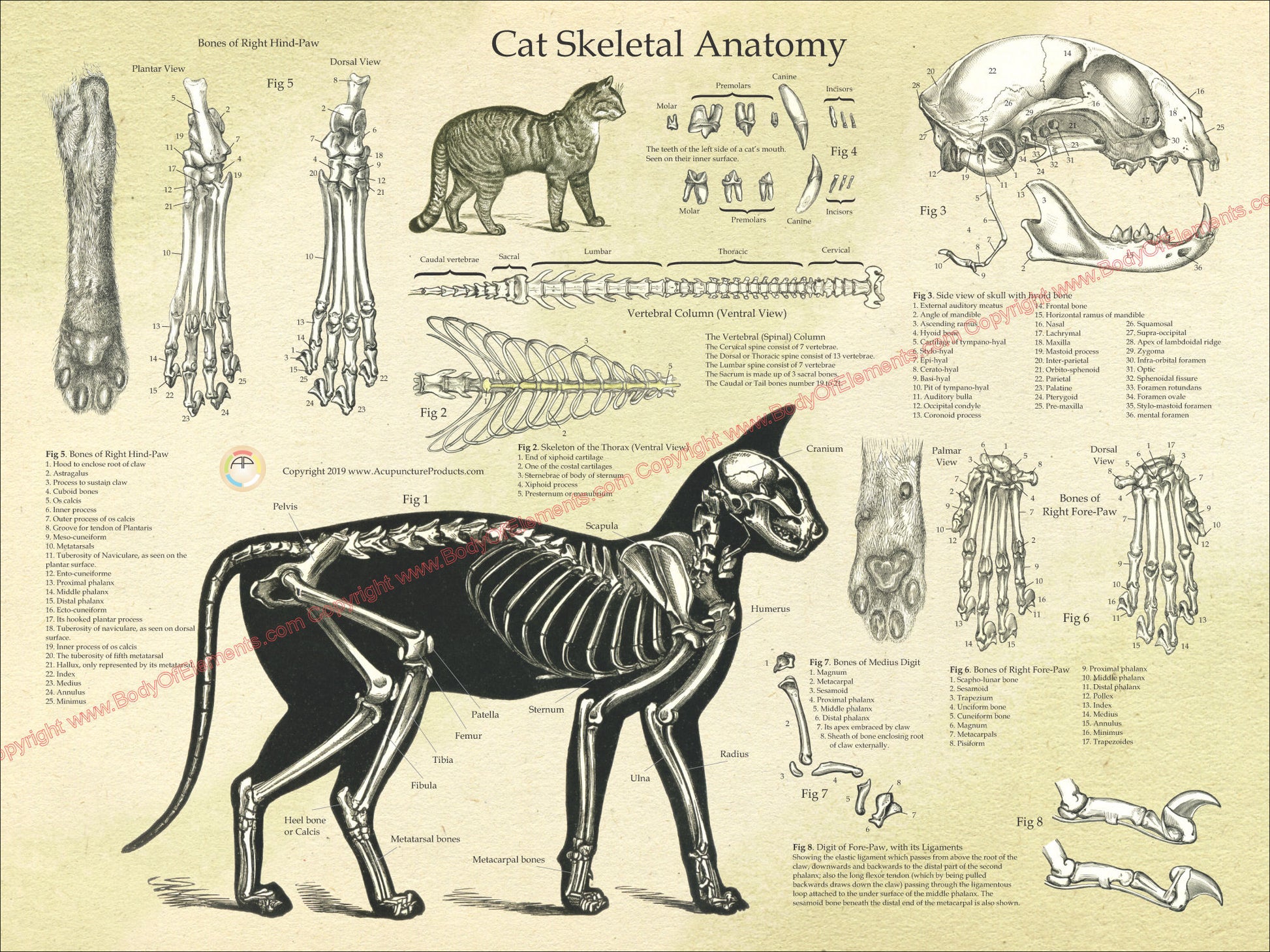 Cat skeletal anatomy chart