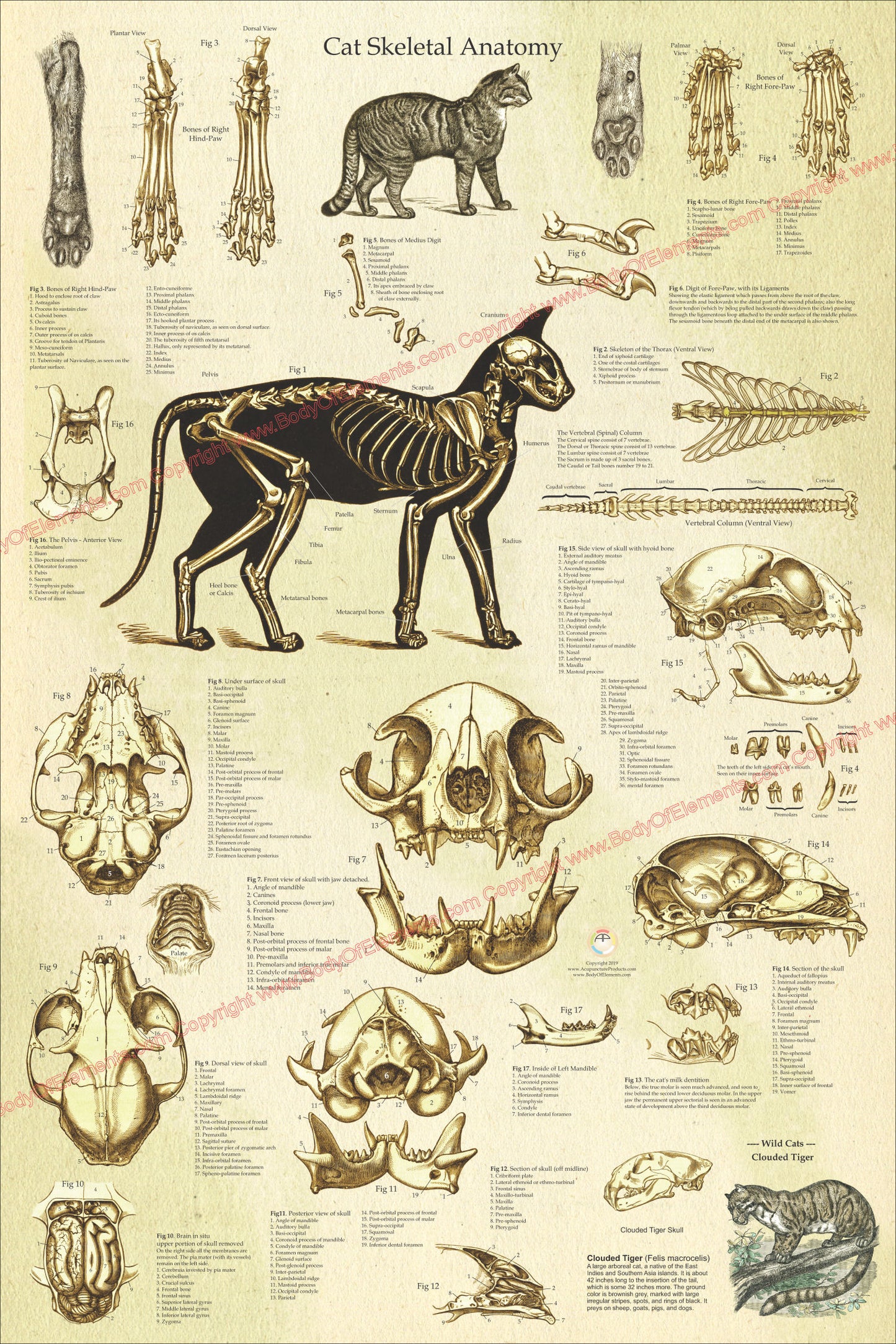 Cat skeletal skull anatomy poster
