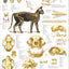 cat feline skeletal skull anatomical chart