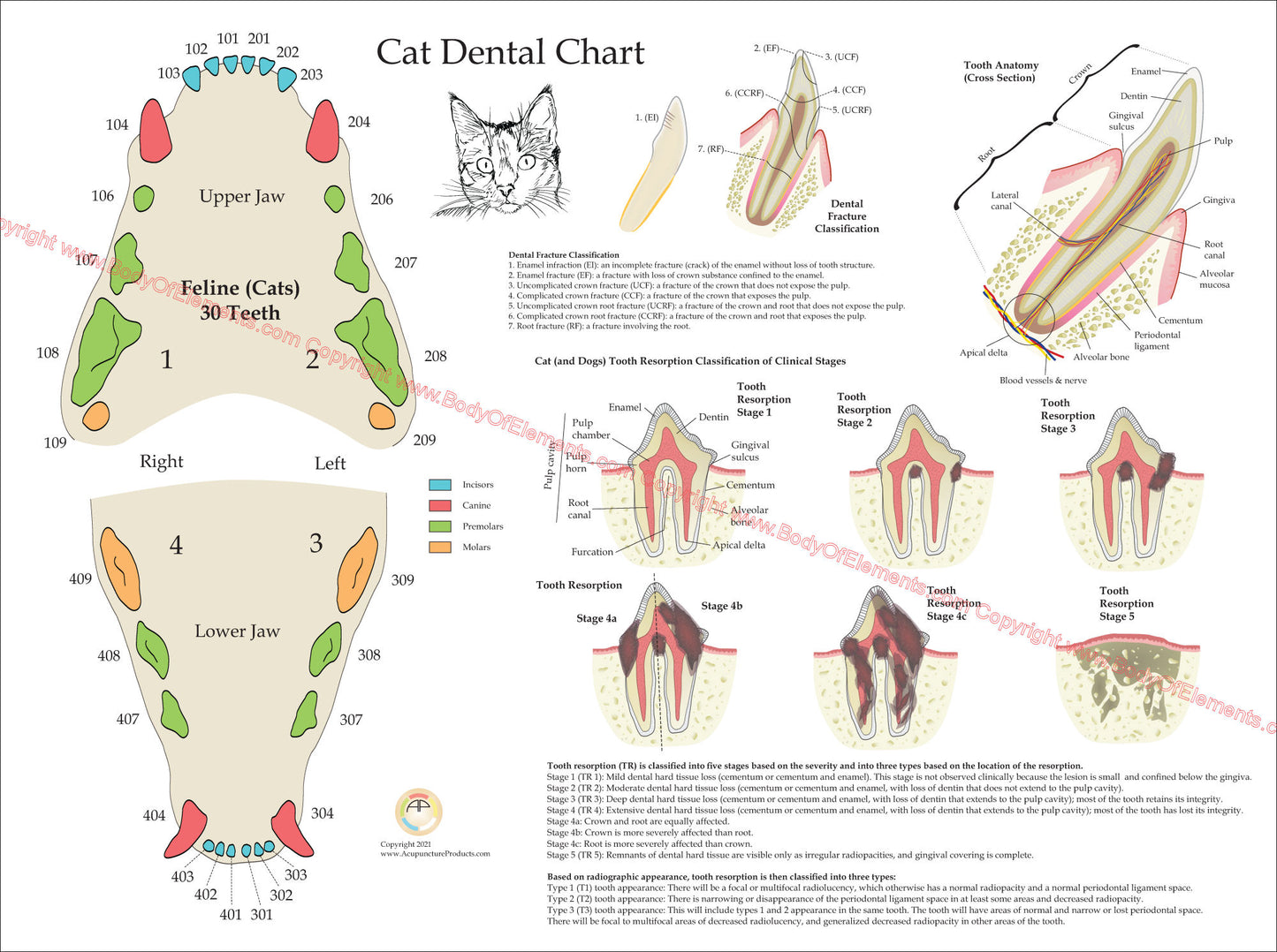 Cat dental numbering system chart