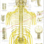 Spinal Nerves and Subluxations Poster