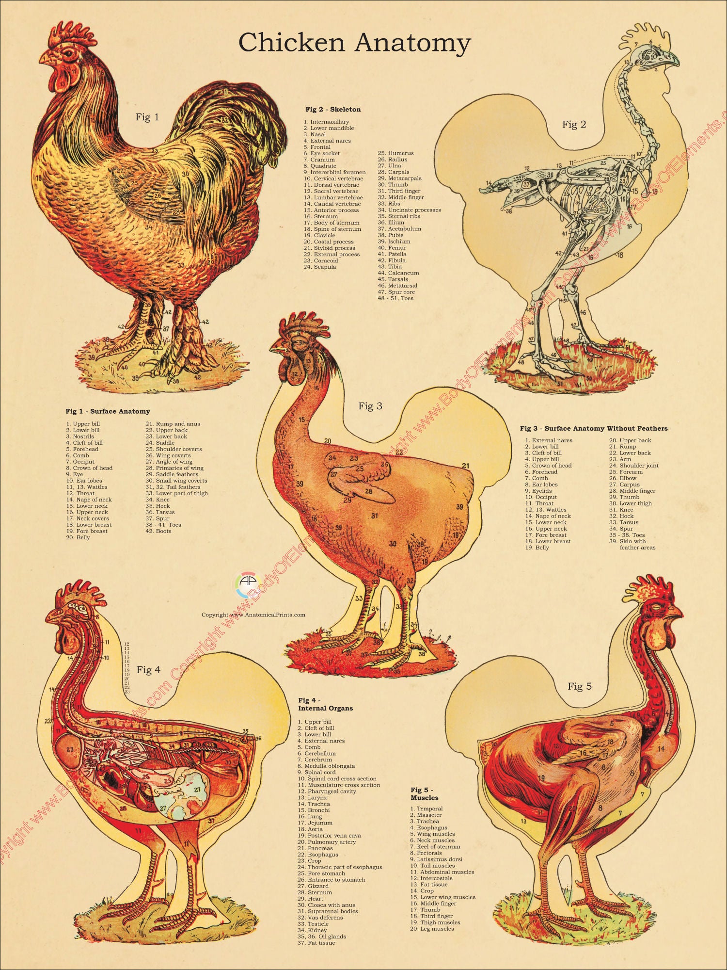 Chicken hen anatomical chart
