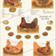Anatomy of the hen anatomy poster