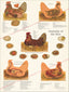Anatomy of the hen anatomy poster