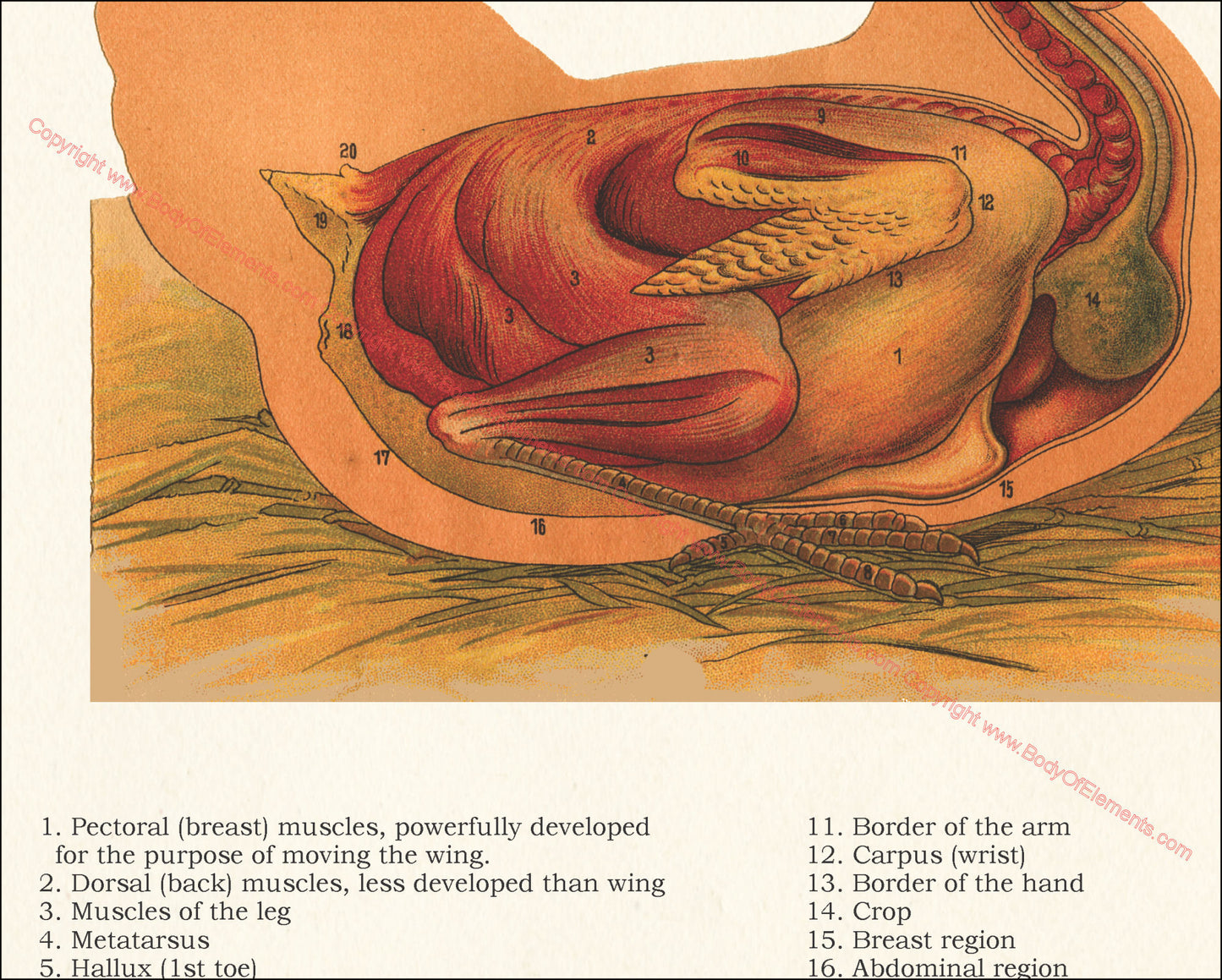 Muscle anatomy of the chicken chart