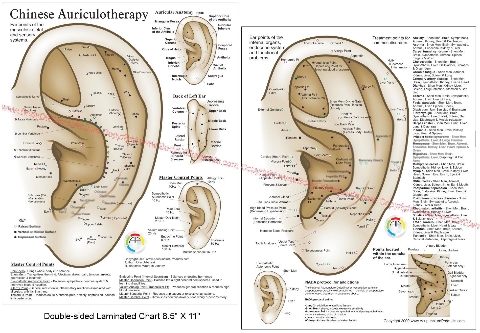 Chinese Winged Ear Chinese System of Auricular Ear Acupuncture Chart 8.5