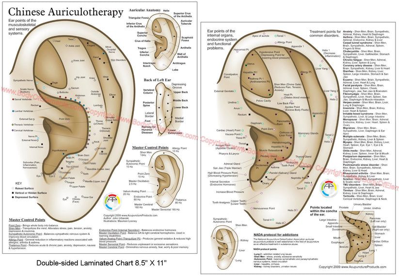 Chinese System of Auricular Ear Acupuncture Chart 8.5