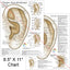 Chinese ear acupuncture points chart