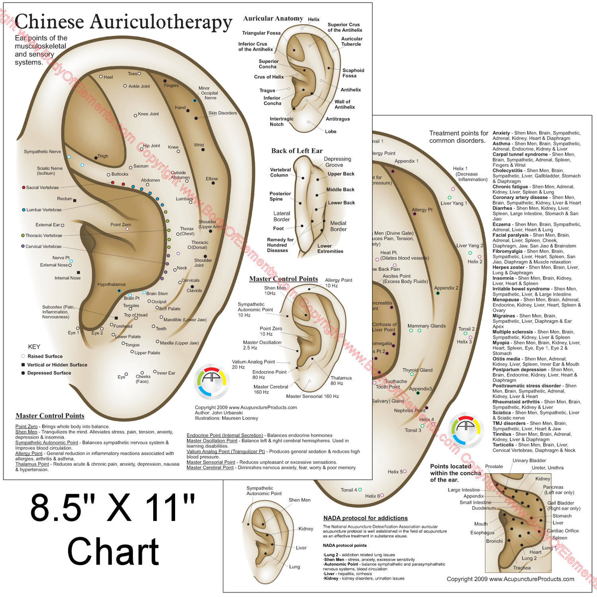 Chinese System of Auricular Ear Acupuncture Chart 8.5