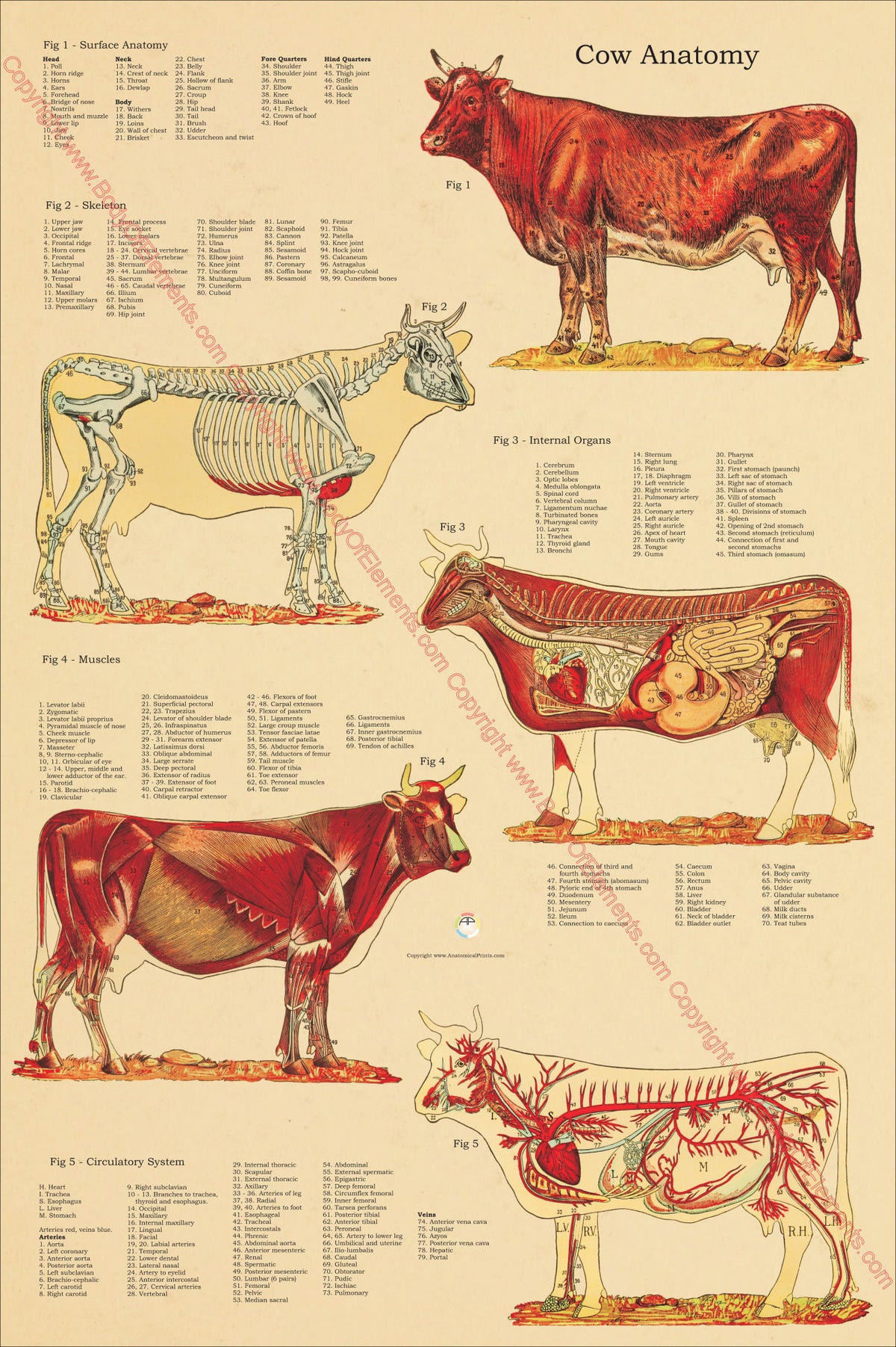 Cow Taphonomy Cow Anatomy Atlas Poster – Body of Elements