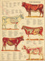 Cow anatomical chart