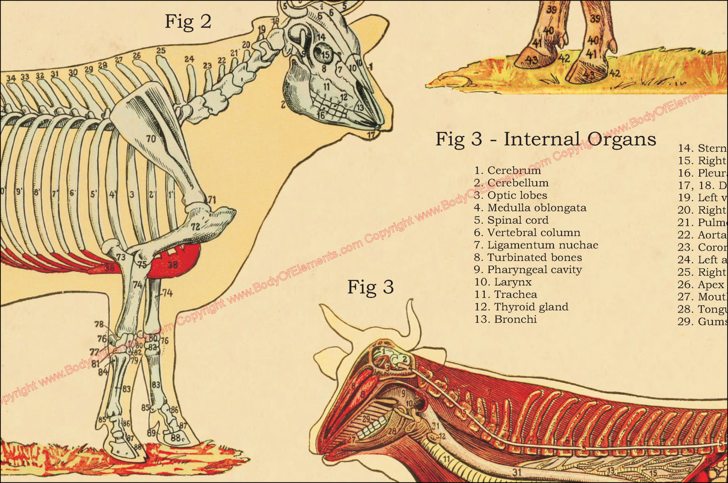 Skeletal anatomy of the cow