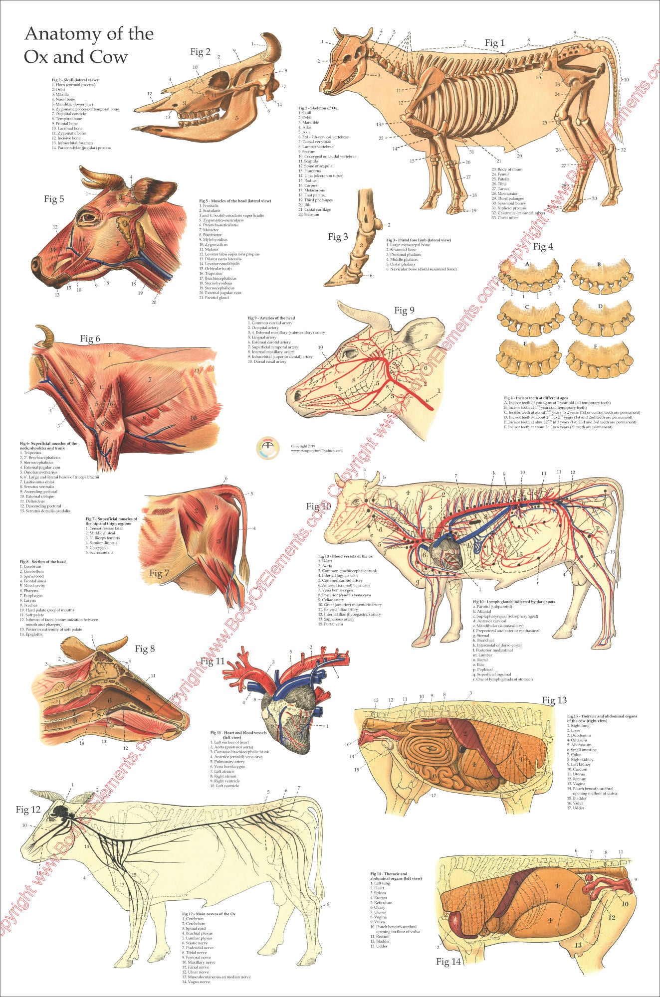 Large cow anatomy wall chart