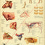 Cow skeletal muscle anatomy poster