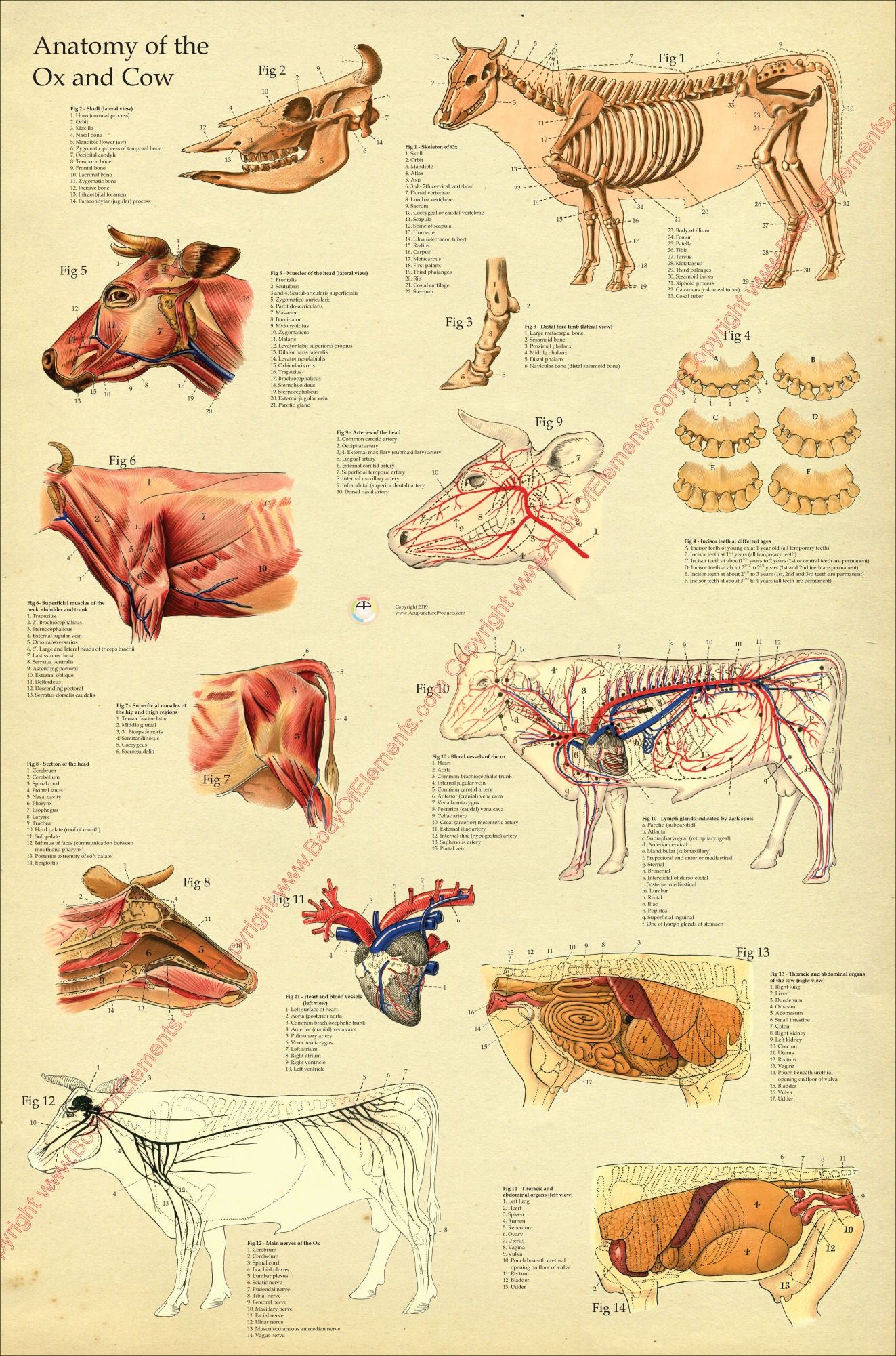 Cow skeletal muscle anatomy poster
