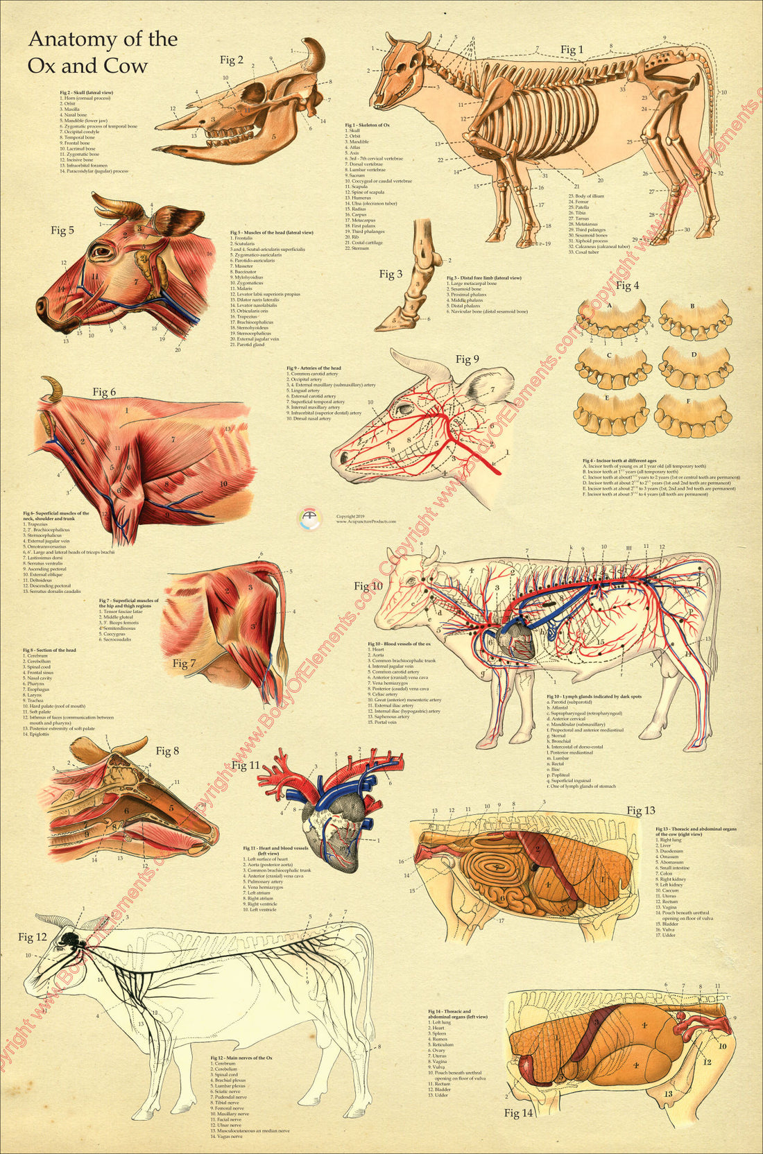 Cow Ox Anatomy Poster – Body of Elements