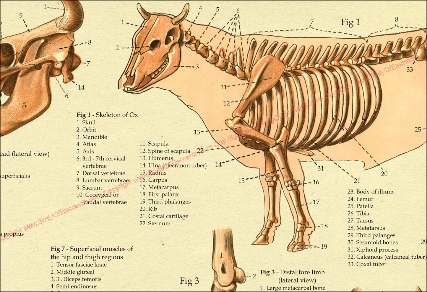 Skeletal anatomy of the cow