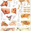 Cow ox internal anatomy poster