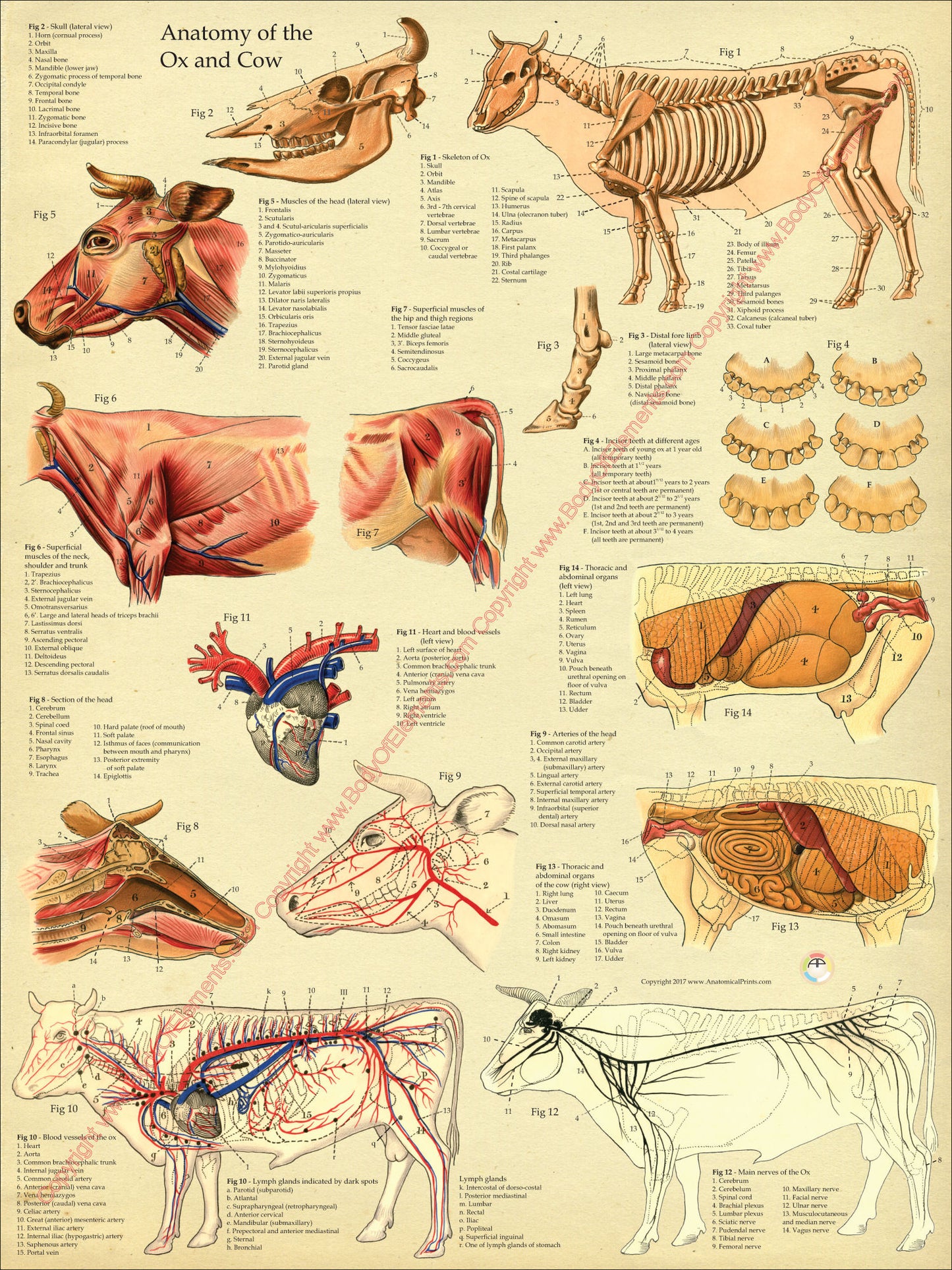 Cow anatomy poster vintage color background