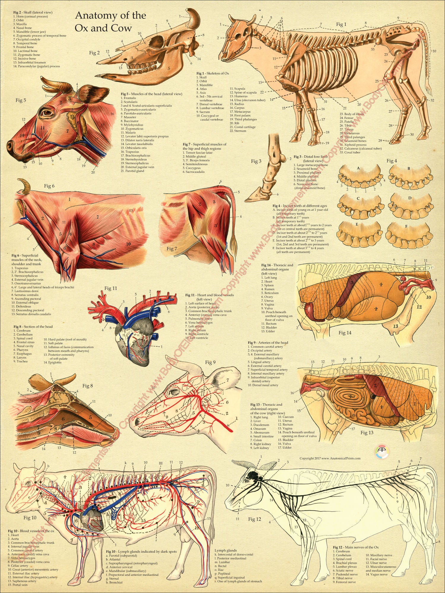 Cow anatomy poster vintage color background