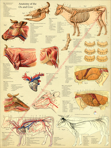 Veterinary Anatomy Posters – Body of Elements