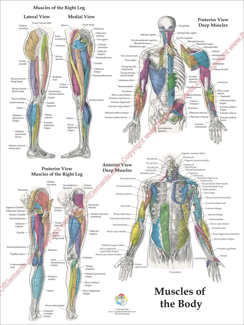 Muscle Anatomy Poster Anterior Posterior Deep Layers 18 X 24 – Body of ...