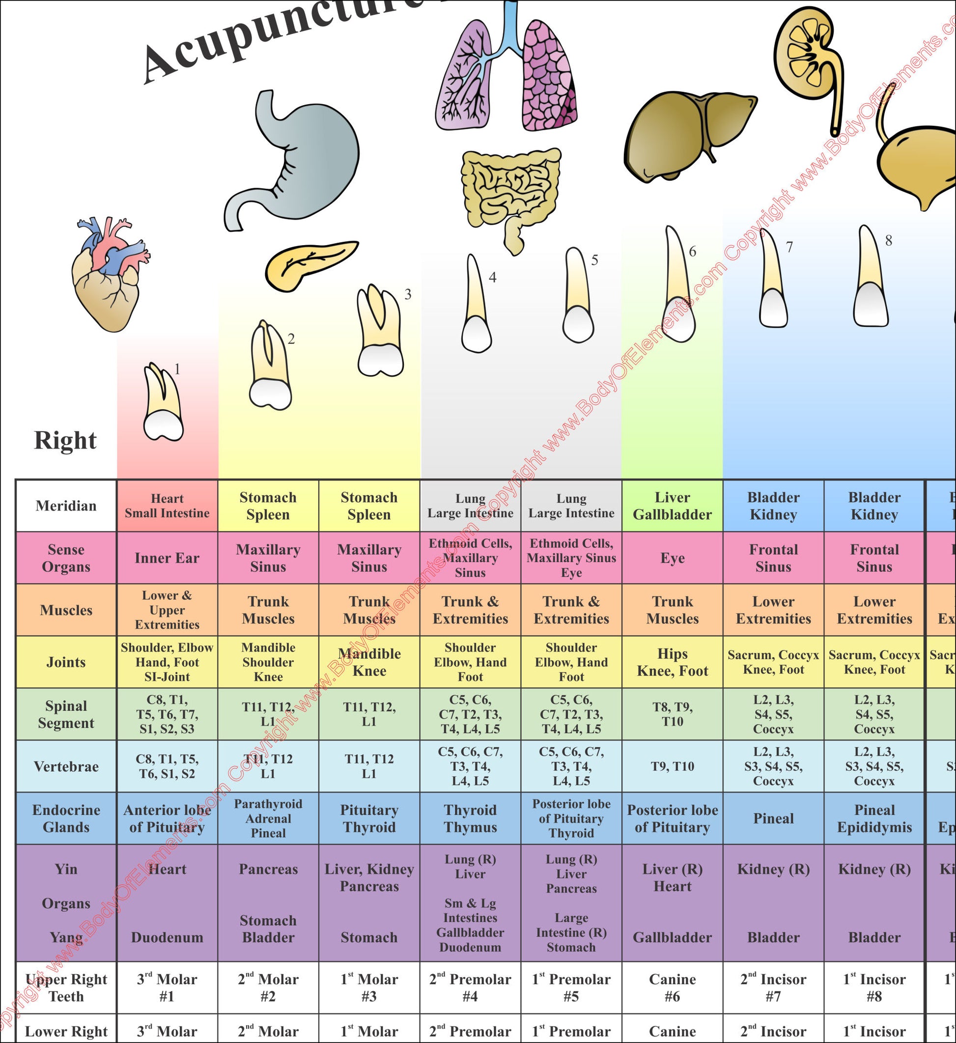 Acupuncture meridian dental chart