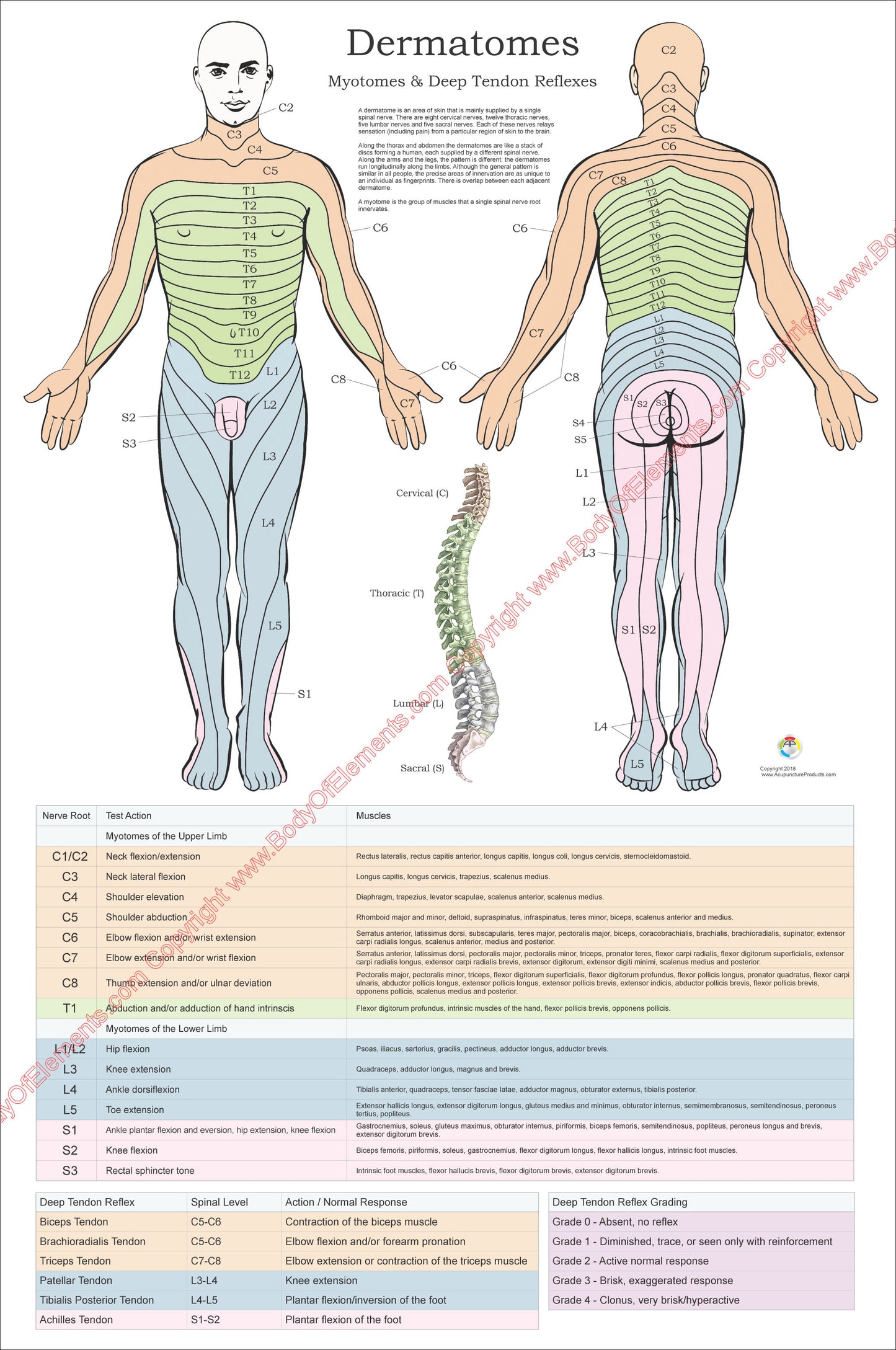 Dermatomes myotomes and deep tendon reflexes poster
