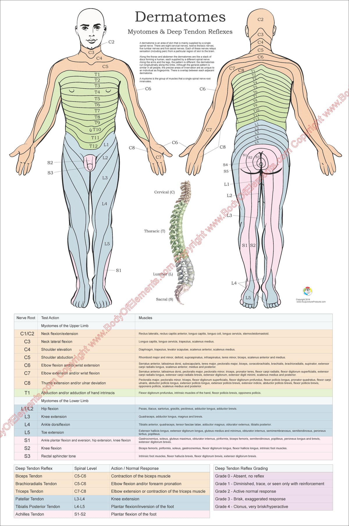 Miotomi Ruke Dermatomes and Myotomes Poster – Body of Elements