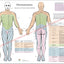 Dermatomes and myotomes nerves chart