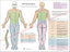 Dermatomes and myotomes nerves chart