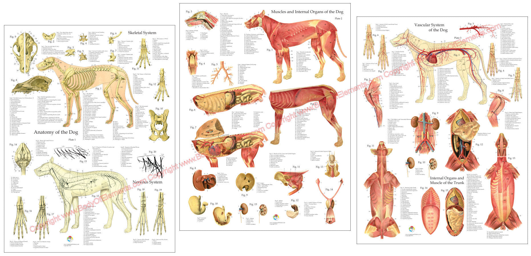 Anatomy of the dog wall chart set