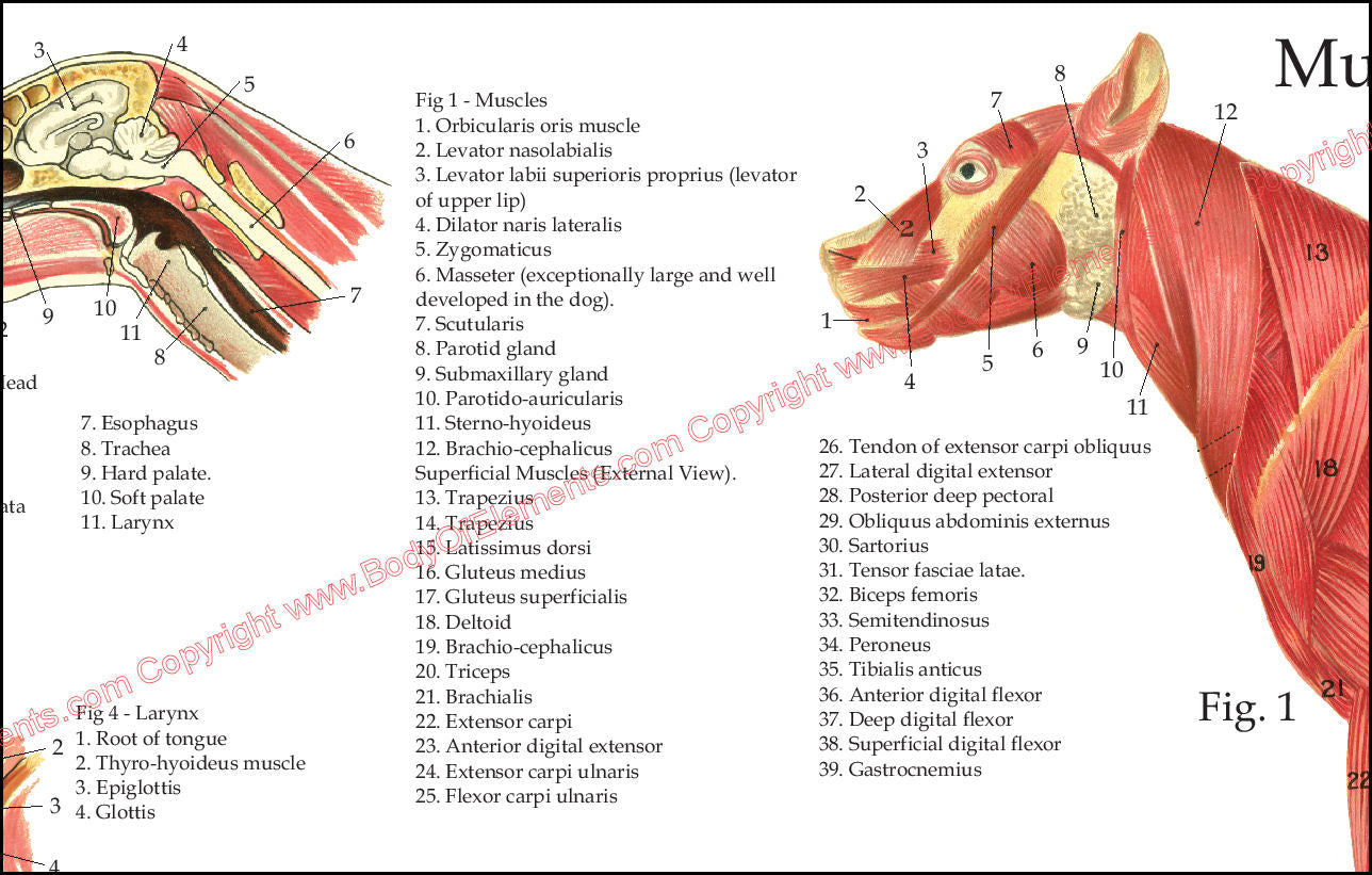 Muscular anatomy of the dog wall chart