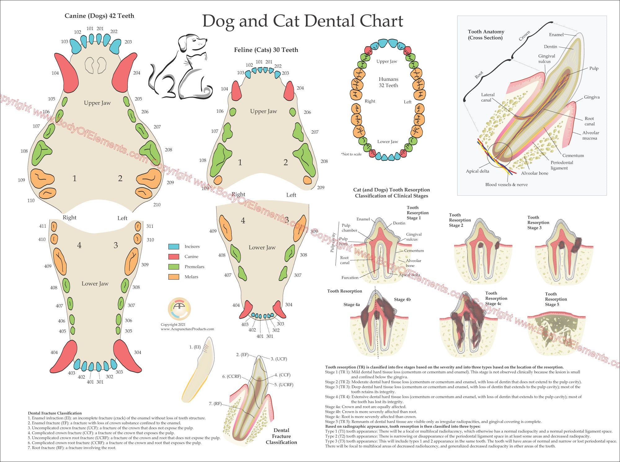 Dog and Cat Veterinary Dental Poster 18