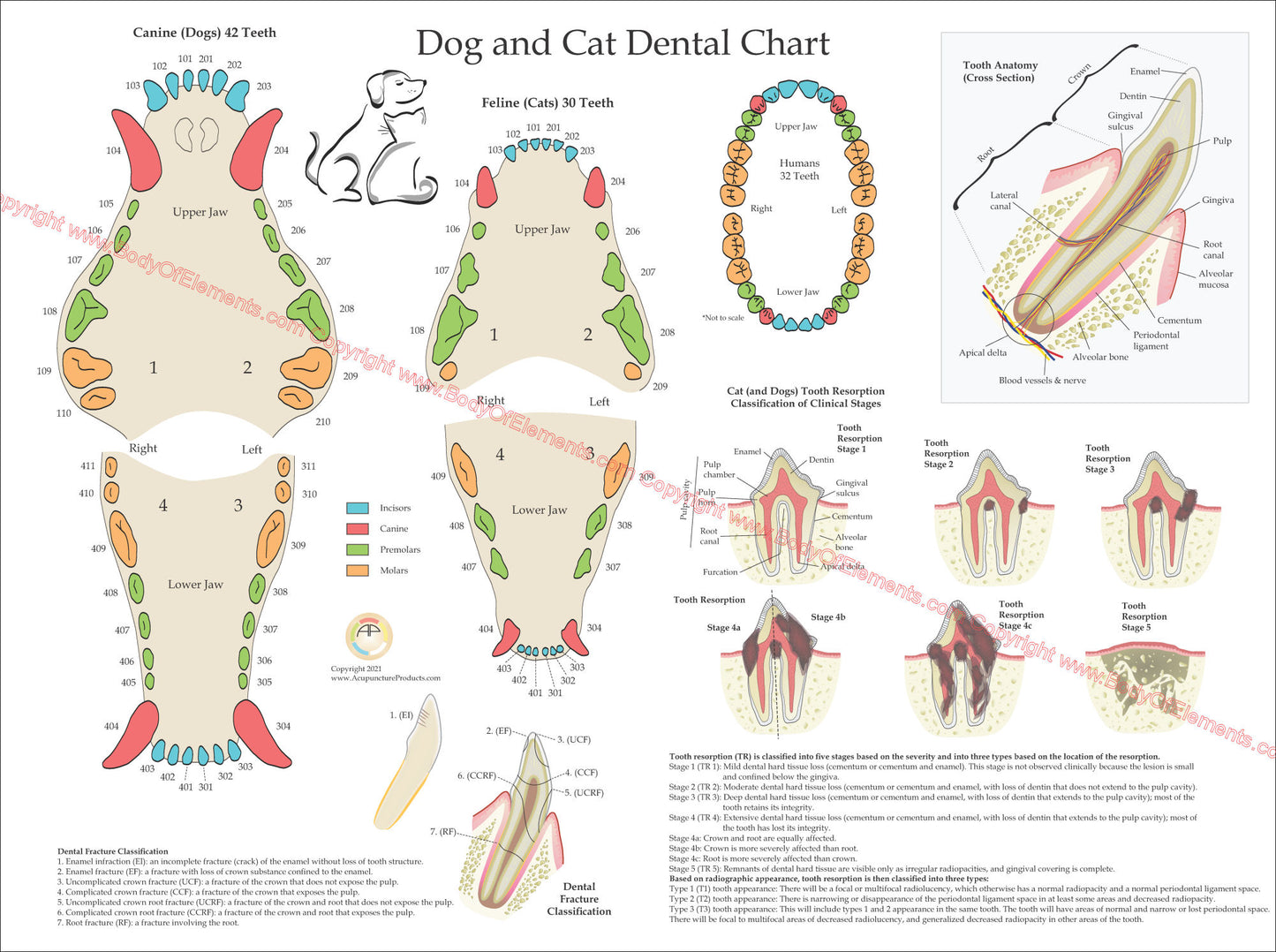 Dog and cat dental numbering system chart