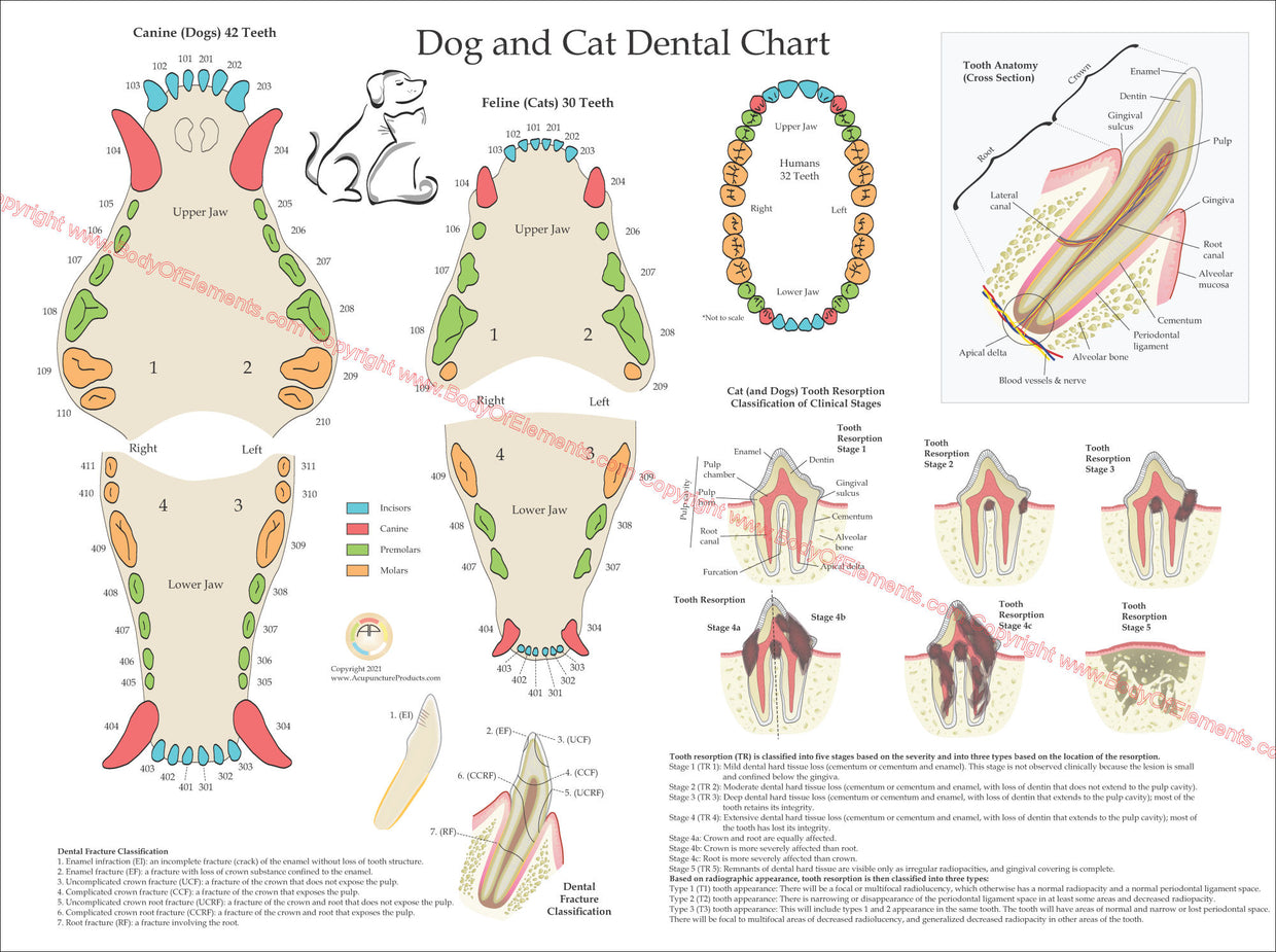 Veterinary Anatomy Posters – Body of Elements