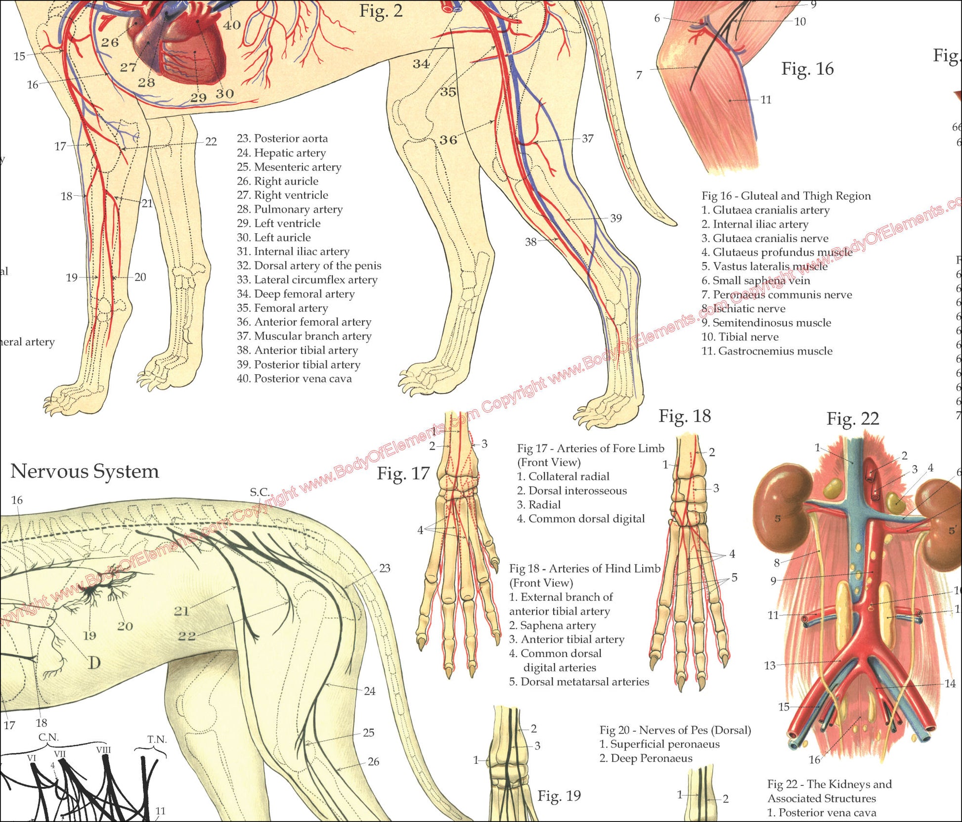 Dog vascular anatomy