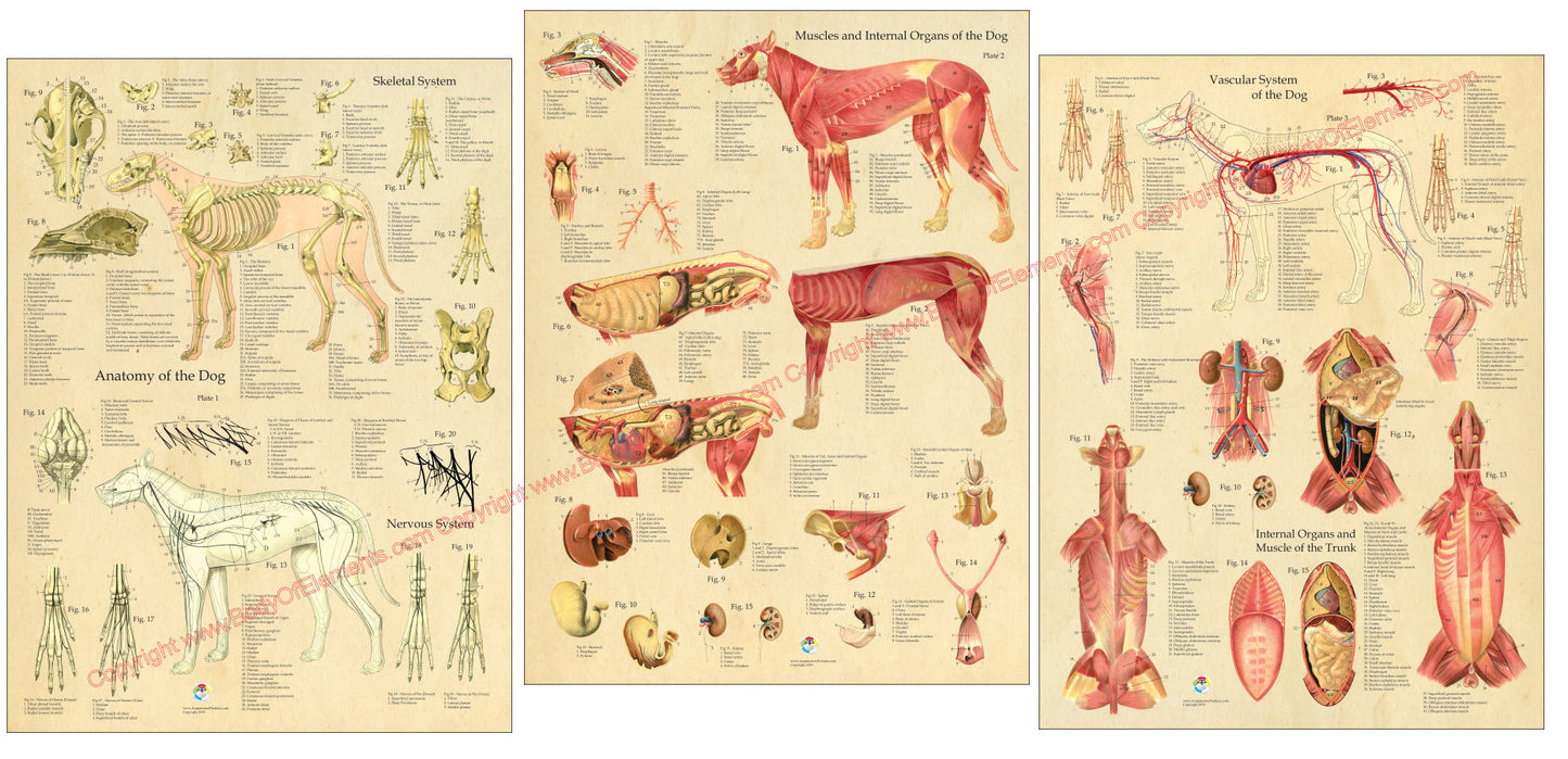 Muscular and skeletal anatomy of the dog posters