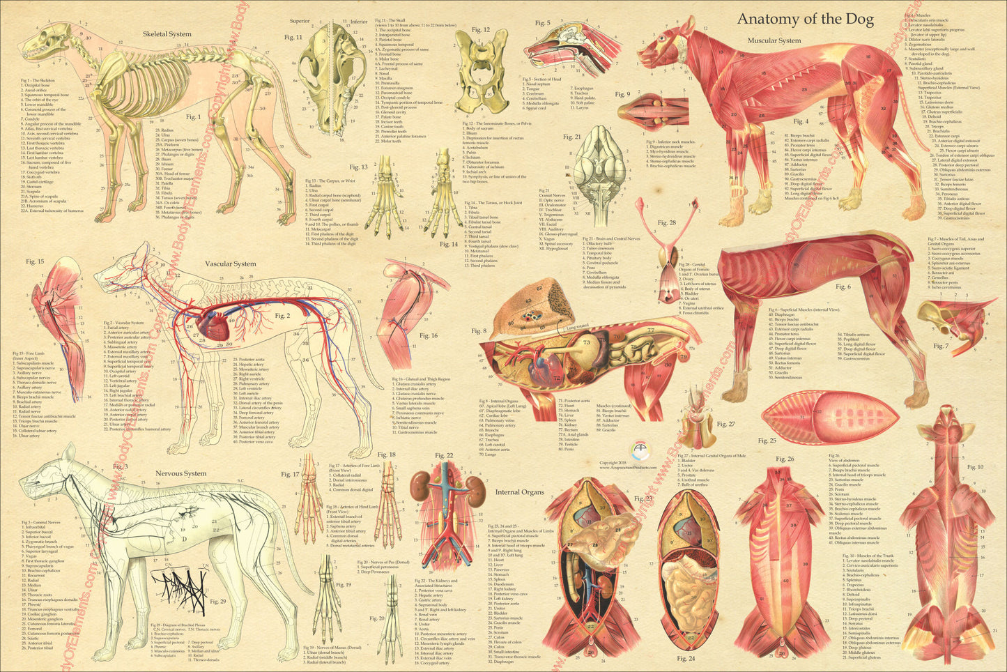 Canine anatomical chart internal organs