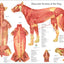 Dog muscle anatomical chart