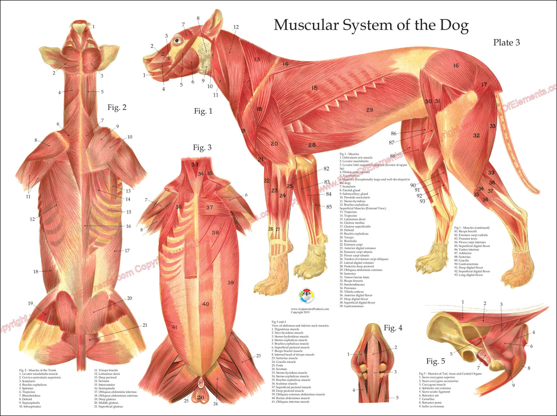 Dog muscle anatomical chart