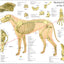 Dog skeletal anatomical wall chart