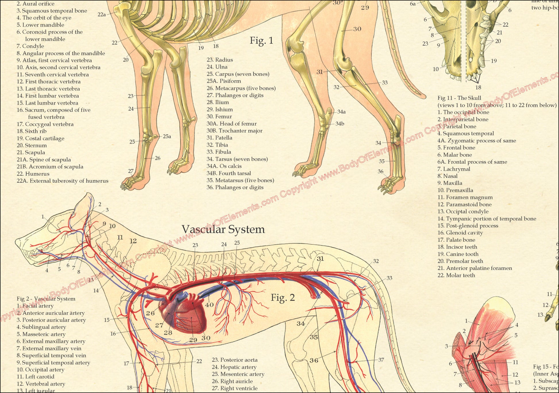 Canine skeletal and vascular anatomy