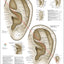 Auriculotherapy-points-wall-chart