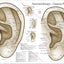 Large auriculotherapy ear acupuncture points chart