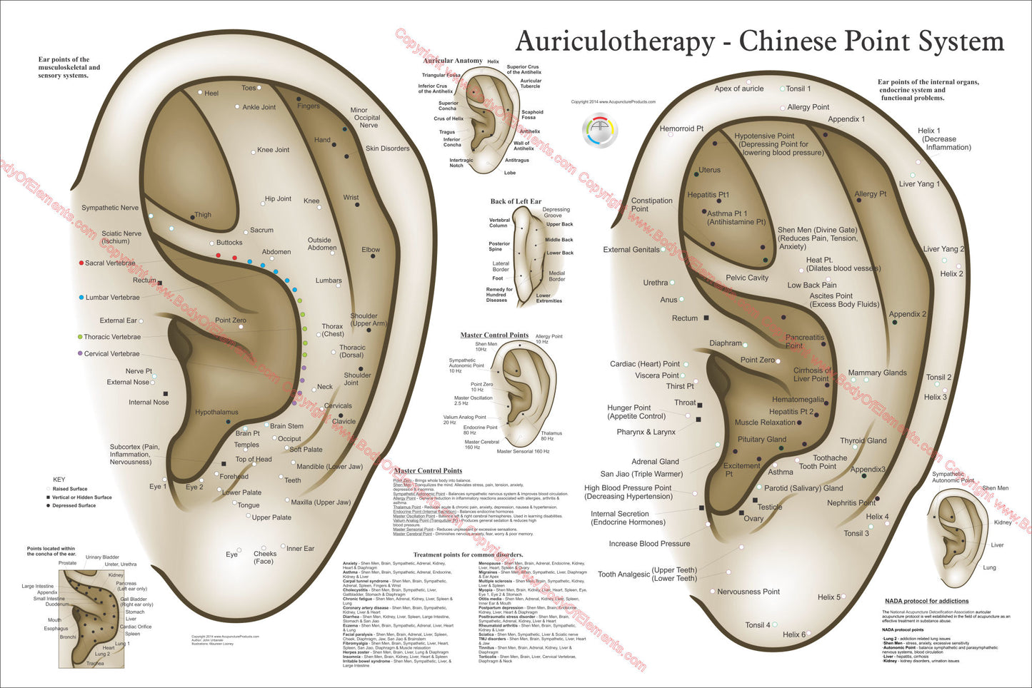 Large auriculotherapy ear acupuncture points chart