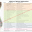Effects of spinal subluxation poster